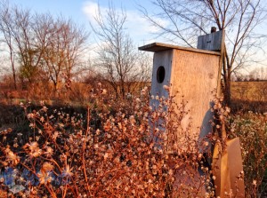 Waiting for a Wood Duck