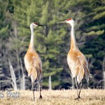 Sandhill Cranes