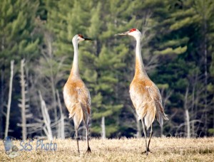 Sandhill Cranes