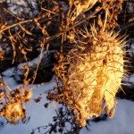 Prickly Wild Cucumber