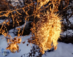 Prickly Wild Cucumber