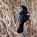 Songless Red-winged Blackbird