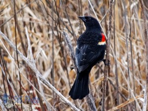 Songless Red-winged Blackbird