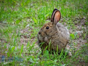 An Easter Bunny