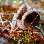 Moss Reaching Up