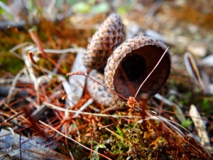 Moss Reaching Up