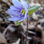 First Hepatica of Spring