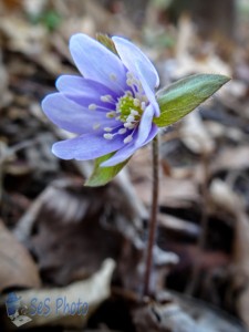 First Hepatica of Spring