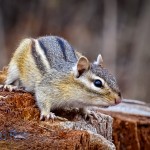 Chipmunk Awake from Winter Nap