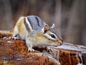 Chipmunk Awake from Winter Nap