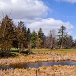 Springtime Pond