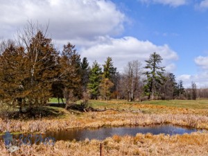 Springtime Pond