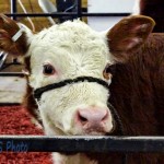 Calf at Sale