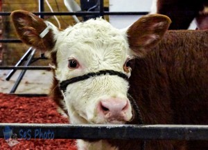 Calf at Sale