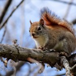 American Red Squirrel