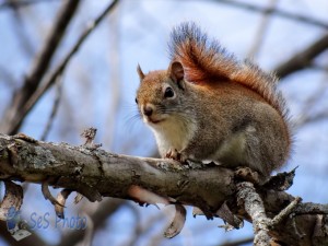 American Red Squirrel