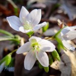 The First Spring Beauties