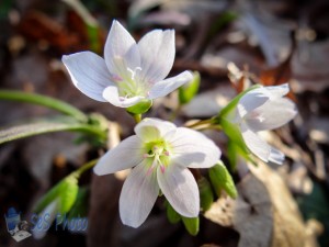 The First Spring Beauties