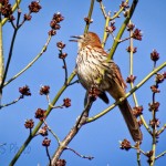 Songster Singing