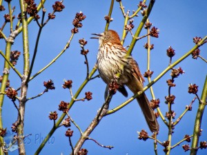 Songster Singing