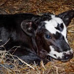 First Calf