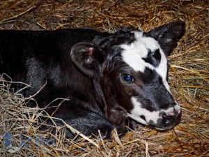 First Calf