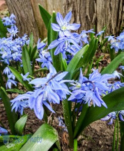 Sea of Blue