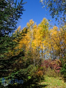 Trees for Earth Day