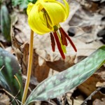 Yellow Trout Lily