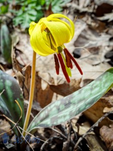 Yellow Trout Lily