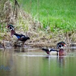 Male Wood Ducks