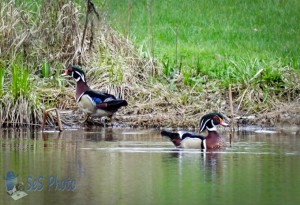 Male Wood Ducks