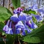 The Blue of Virginia Bluebells