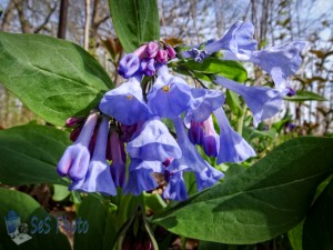 The Blue of Virginia Bluebells