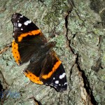 Return of the Red Admiral