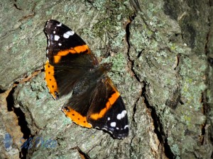 Return of the Red Admiral