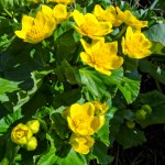 Golden Yellow from the Marsh Marigolds