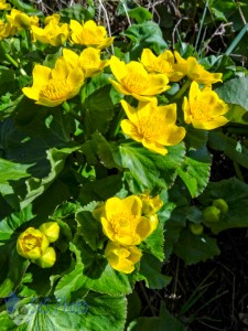 Golden Yellow from the Marsh Marigolds