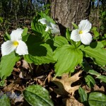 Surviving Great White Trilliums