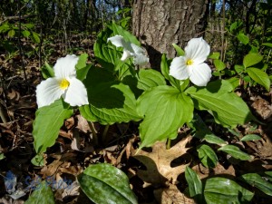 Surviving Great White Trilliums