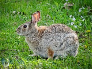 Busy Bunny