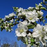 Apple Blossoms Before the Winds