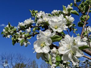 Apple Blossoms Before the Winds