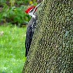 Pileated Woodpecker