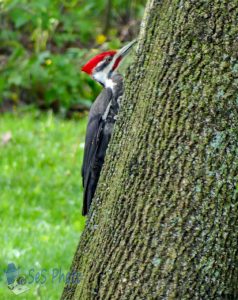 Pileated Woodpecker