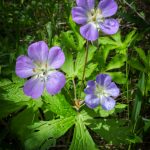 Wild Geranium