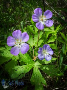 Wild Geranium