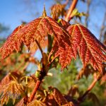 Springtime Maple Leaves