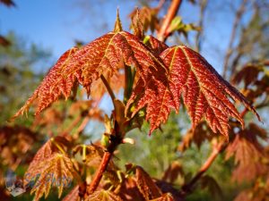 Springtime Maple Leaves