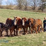 Plowing with Real Horse Power